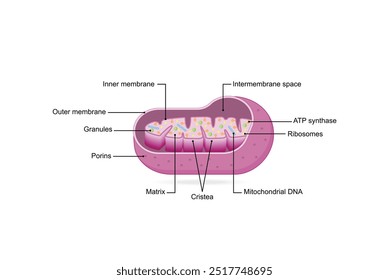 Estrutura mitocondrial. Anatomia do motocondrion. ATP sintase, Cristae, Ribossomas (mitoribossoma), Grânulo, Porinas, DNA, Matriz, membrana interna e externa. Ilustração vetorial educacional científica.