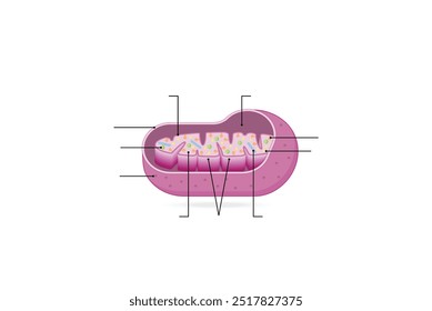 Estructura mitocondrial. Anatomía de la motocondria. ATP sintasa, Cristae, Ribosomas (mitoribosoma), gránulos, porinas, ADN, matriz, membrana interna y externa. Ilustración vectorial científica educativa.