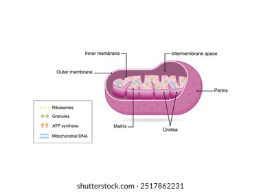 Estrutura mitocondrial. Anatomia do motocondrion. ATP sintase, Cristae, Ribossomas (mitoribossoma), Grânulo, Porinas, DNA, Matriz, membrana interna e externa. Ilustração vetorial educacional científica.