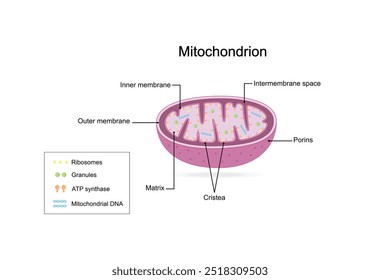 Estrutura mitocondrial. Anatomia do motocondrion. ATP sintase, Cristae, Ribossomas (mitoribossoma), Grânulo, Porinas, DNA, Matriz, membrana interna e externa. Ilustração vetorial educacional científica.