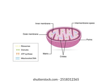 Estrutura mitocondrial. Anatomia do motocondrion. ATP sintase, Cristae, Ribossomas (mitoribossoma), Grânulo, Porinas, DNA, Matriz, membrana interna e externa. Ilustração vetorial educacional científica.