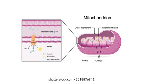 Estrutura mitocondrial. Anatomia da mitocôndria. ATP sintase, Cristae, Ribossomas (mitoribossoma), Grânulo, Porinas, DNA, Matriz, membrana interna e externa. Ilustração vetorial educacional científica.