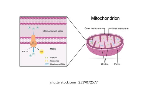 Estrutura mitocondrial. Anatomia da mitocôndria. ATP sintase, Cristae, Ribossomas (mitoribossoma), Grânulo, Porinas, DNA, Matriz, membrana interna e externa. Ilustração vetorial educacional científica.