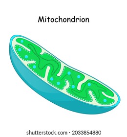 Mitochondria. Structure And Anatomy Of A Mitochondrion. Vector Icon