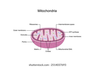 Estrutura mitocondrial. Anatomia do motocondrion. ATP sintase, Cristae, Ribossomas (mitoribossoma), Grânulo, Porinas, DNA, Matriz, membrana interna e externa. Ilustração vetorial educacional científica.