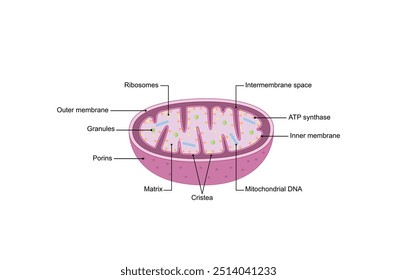 Estrutura mitocondrial. Anatomia do motocondrion. ATP sintase, Cristae, Ribossomas (mitoribossoma), Grânulo, Porinas, DNA, Matriz, membrana interna e externa. Ilustração vetorial educacional científica.