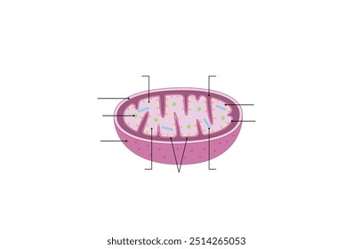 Estrutura mitocondrial. Anatomia do motocondrion. ATP sintase, Cristae, Ribossomas (mitoribossoma), Grânulo, Porinas, DNA, Matriz, membrana interna e externa. Ilustração vetorial educacional científica.