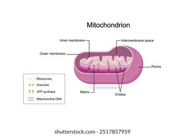 Estructura mitocondrial. Anatomía de la motocondria. ATP sintasa, Cristae, Ribosomas (mitoribosoma), gránulos, porinas, ADN, matriz, membrana interna y externa. Ilustración vectorial científica educativa.