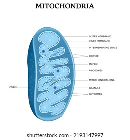 Estructura mitocondria cerrar ilustración detallada sobre fondo blanco