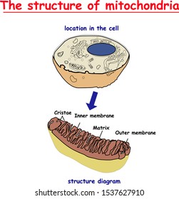 mitochondria structure. Structure and components of a typical mitochondrion.