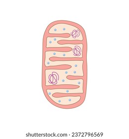 Mitochondria Structure Scientific Design. Vector Illustration.