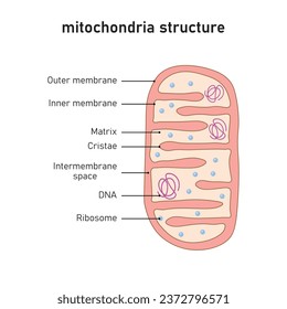 Mitochondria Structure Scientific Design. Vector Illustration.