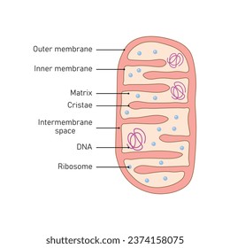 Mitochondria Structure Scientific Design. Vector Illustration.