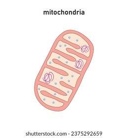 Mitochondria Structure Scientific Design. Vector Illustration.