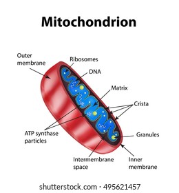 Mitochondria structure. Vector illustration on isolated background.
