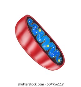 Mitochondria structure. Vector illustration on isolated background.