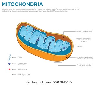 Mitochondria tiny organelles within cells, often called the "powerhouses" as they generate most of the cell's energy through cellular respiration, converting nutrients into ATP essential for life.