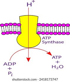 Complejo de sintasa ATP mitocondrial.Ilustración vectorial