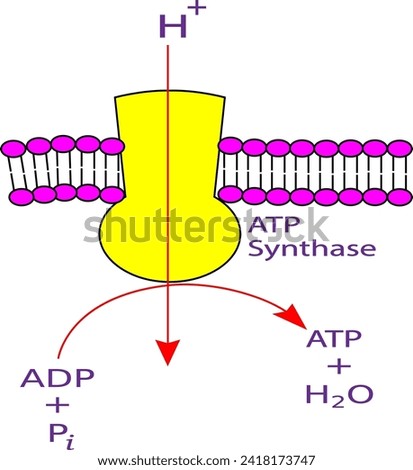 Mitochondrial ATP synthase complex.Vector illustration