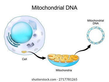 DNA mitocondrial. Close de células humanas com mitocôndrias. mDNA é o pequeno cromossomo circular. Ilustração vetorial