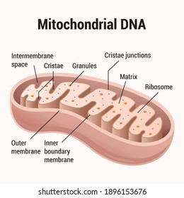 Mitochondrial DNA. Molecular cell biology. Color vector illustration.