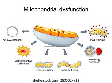 Mitochondrial dysfunction. atp production failure, oxidative stress and reactive oxygen species. Causes of premature aging factors. Hallmarks of ageing. Anti-aging therapy. Anti aging medicine. Education illustration. Vector Medical infographic diagram