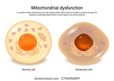 Mitochondrial dysfunction. Hallmarks of ageing. Cellular senescence.