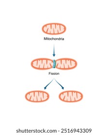 Fissão mitocondrial. Biogênese mitocondrial. Ilustração do vetor científico.
