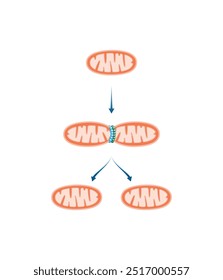 Fissão mitocondrial, a mitocôndria se divide em duas mitocôndrias. Biogênese mitocondrial. Ilustração do vetor científico.	