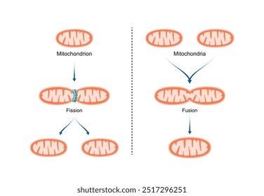 Fissão mitocondrial, a mitocôndria se divide em duas mitocôndrias. Fusão mitocondrial, fusão das membranas mitocondriais externa e interna. Ilustração do vetor científico.