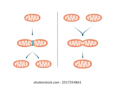 Fissão mitocondrial, a mitocôndria se divide em duas mitocôndrias. Fusão mitocondrial, fusão das membranas mitocondriais externa e interna. Ilustração do vetor científico.