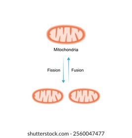 Mitochondrial fission, mitochondrion divides into two mitochondria. Mitochondrial fusion, merging of the outer and the inner mitochondrial membranes. Scientific vector illustration.