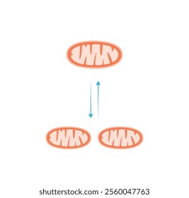 Mitochondrial fission, mitochondrion divides into two mitochondria. Mitochondrial fusion, merging of the outer and the inner mitochondrial membranes. Scientific vector illustration.