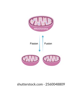 Mitochondrial fission, mitochondrion divides into two mitochondria. Mitochondrial fusion, merging of the outer and the inner mitochondrial membranes. Scientific vector illustration.