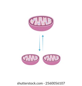 Mitochondrial fission, mitochondrion divides into two mitochondria. Mitochondrial fusion, merging of the outer and the inner mitochondrial membranes. Scientific vector illustration.