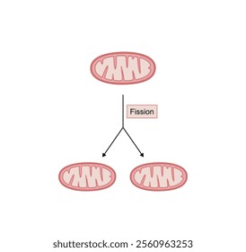 Mitochondrial fission, mitochondrion divides into two mitochondria. Drp1 protein. Mitochondrial biogenesis. Scientific vector illustration.