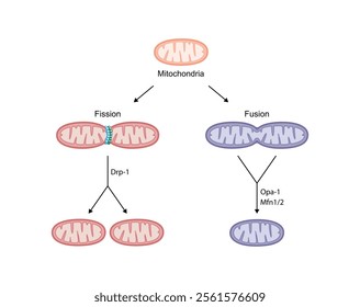 Mitochondrial fission, mitochondrion divides into two mitochondria. Mitochondrial fusion, merging of the outer and the inner mitochondrial membranes. Scientific vector illustration.