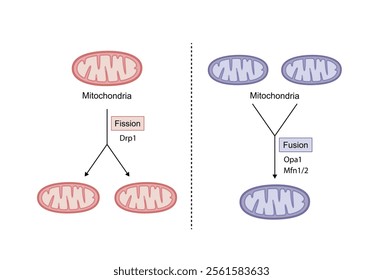 Mitochondrial fission, mitochondrion divides into two mitochondria. Mitochondrial fusion, merging of the outer and the inner mitochondrial membranes. Scientific vector illustration.