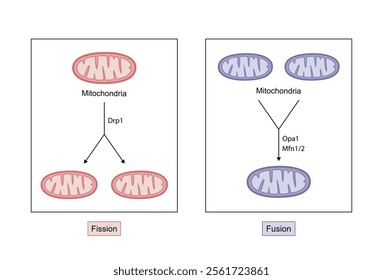 Mitochondrial fission, mitochondrion divides into two mitochondria. Mitochondrial fusion, merging of the outer and the inner mitochondrial membranes. Mitochondrial Biogenesis. Vector illustration.