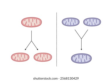 Mitochondrial fission, mitochondrion divides into two mitochondria. Mitochondrial fusion, merging of the outer and the inner mitochondrial membranes. Mitochondrial Biogenesis. Vector illustration.