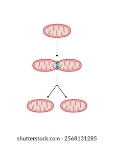 Mitochondrial fission, mitochondrion divides into two mitochondria. Drp1 protein. Mitochondrial biogenesis. Scientific vector illustration.