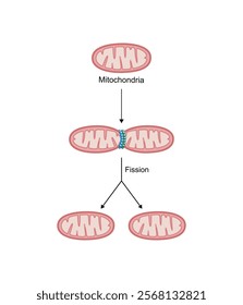 Mitochondrial fission, mitochondrion divides into two mitochondria. Drp1 protein. Mitochondrial biogenesis. Scientific vector illustration.