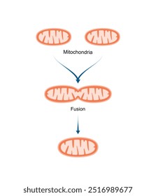 Mitochondriale Fusion. Mitochondriale Biogenese. Wissenschaftliche Vektorgrafik.