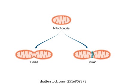 Fusão mitocondrial e fissão. Ilustração do vetor científico.