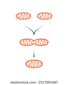 Fusão mitocondrial, fusão das membranas mitocondriais externa e interna. Biogênese mitocondrial. Ilustração do vetor científico.