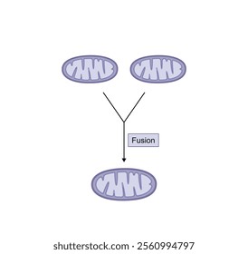 Mitochondrial fusion, merging of the outer and the inner mitochondrial membranes. Opa1 and Mfn1-2 proteins. Mitochondrial biogenesis. Scientific vector illustration.