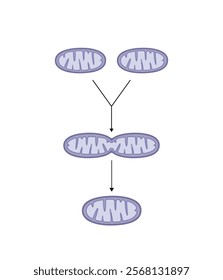 Mitochondrial fusion, merging of the outer and the inner mitochondrial membranes. Opa1 and Mfn1-2 proteins. Mitochondrial biogenesis. Scientific vector illustration.