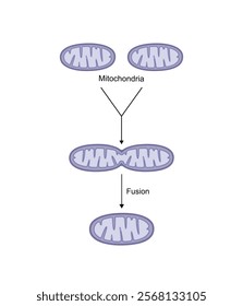 Mitochondrial fusion, merging of the outer and the inner mitochondrial membranes. Opa1 and Mfn1-2 proteins. Mitochondrial biogenesis. Scientific vector illustration.