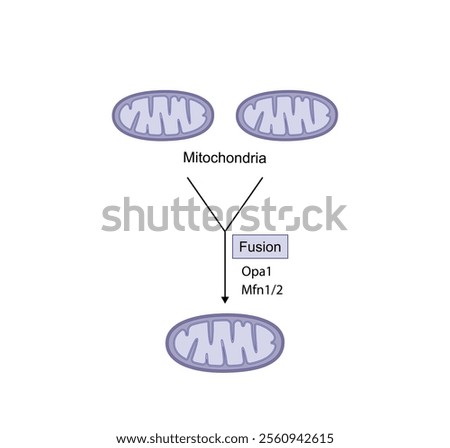 Mitochondrial fusion, merging of the outer and the inner mitochondrial membranes. Opa1 and Mfn1-2 proteins. Mitochondrial biogenesis. Scientific vector illustration.