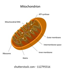 Mitochondrion